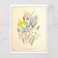 Crocus Botanical Illustration Vintage