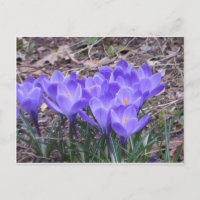 Crocus Bunch