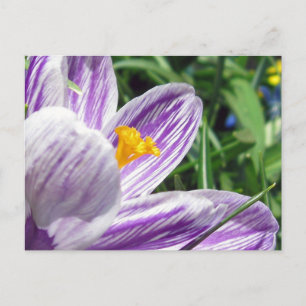 Carte Postale Crocus de printemps violet