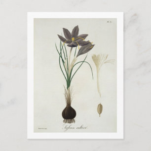 Carte Postale Crocus de safran de "Phytographie Medicale" par
