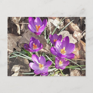 Carte postale Crocus pourpre