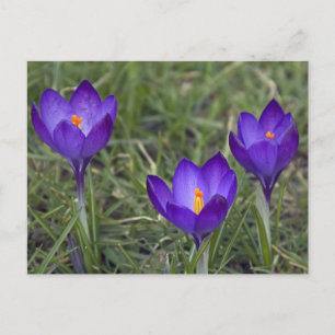 Carte Postale crocus pourpre