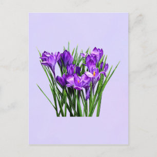 Carte Postale Crocus pourpres