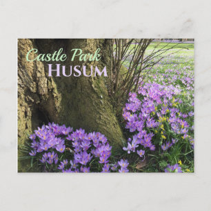 Carte Postale Crocus pourpres en Fleur, Husum, Allemagne