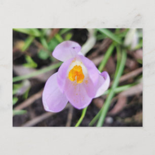 Carte Postale Crocus rose