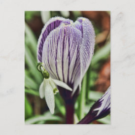 Carte Postale Crocus Snowdrop et gouttelettes d'eau