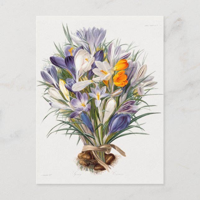 Carte Postale Crocus Spring Flower Botanique Floral Art (Devant)
