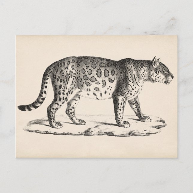 Carte Postale Croquis Brodtmann Leopard (Devant)