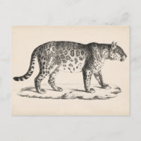Croquis Brodtmann Leopard