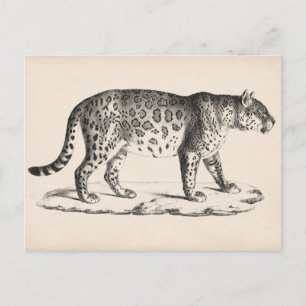 Carte Postale Croquis Brodtmann Leopard