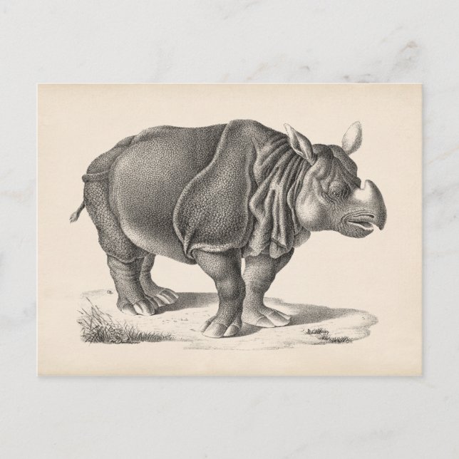 Carte Postale Croquis Brodtmann Rhinoceros (Devant)