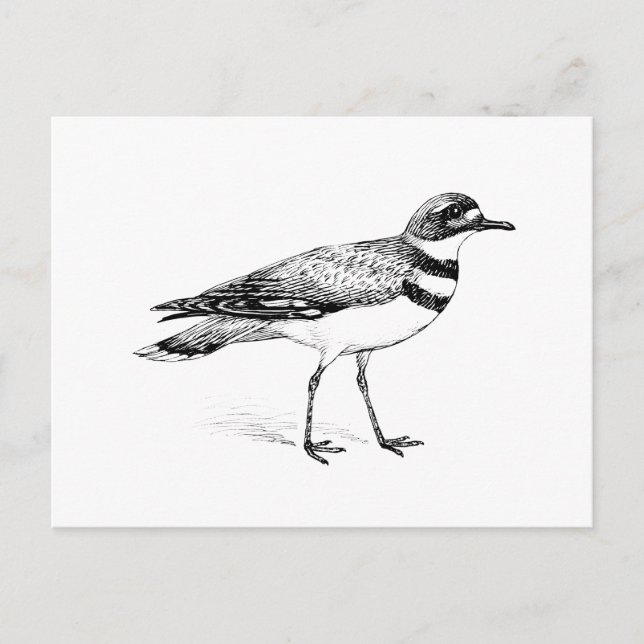 Carte Postale Croquis de Killdeer Bird (Devant)