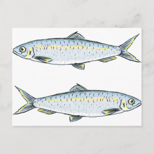 Carte Postale Croquis de poisson hareng