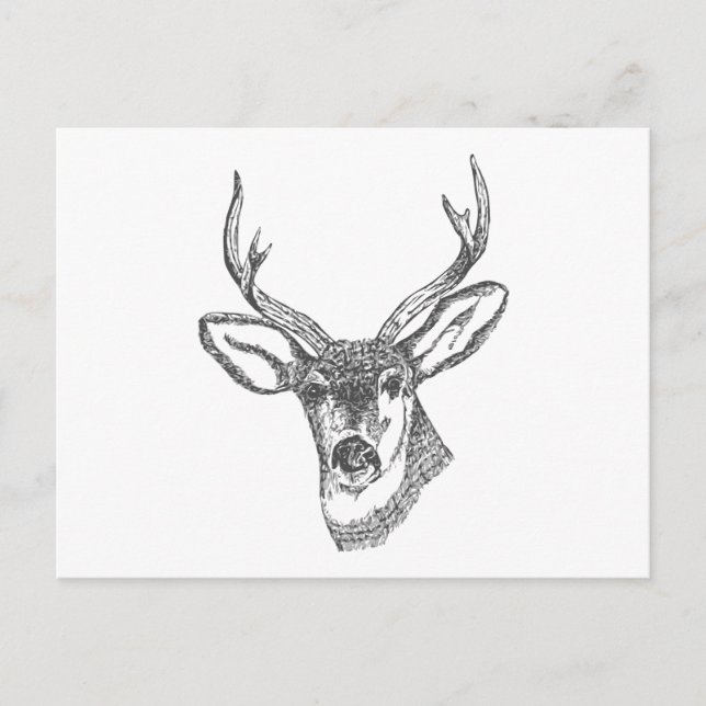 Carte Postale Croquis de tête de cerf (Devant)