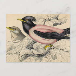 Carte Postale Croquis d'Oiseau Rosie