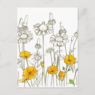 Carte Postale Croquis du Plante Fleur sauvage de la Californie