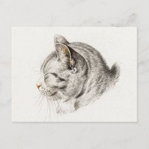 Carte Postale Croquis d'un chat au nez rosé