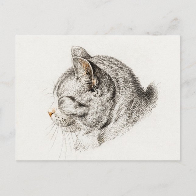 Carte Postale Croquis d'un chat au nez rosé (Devant)