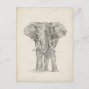 Carte Postale Croquis éléphant