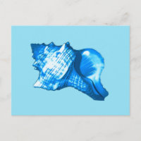 Croquis en coquille de conque - cobalt et bleu cie