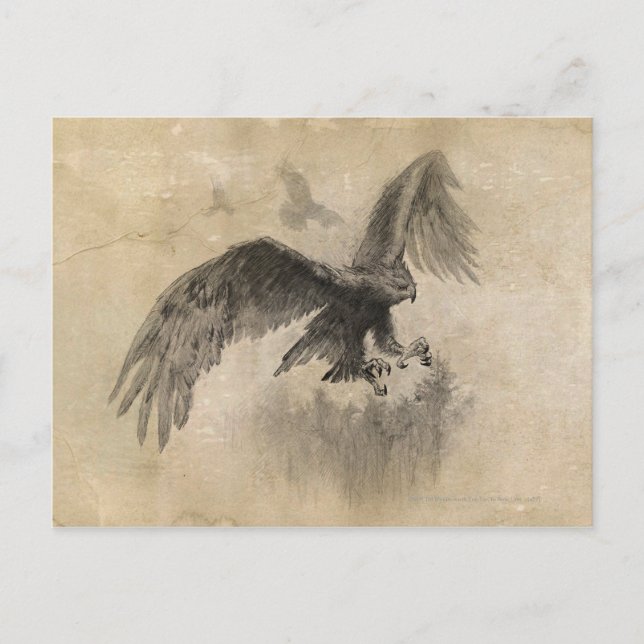 Carte Postale Croquis Great Eagles (Devant)