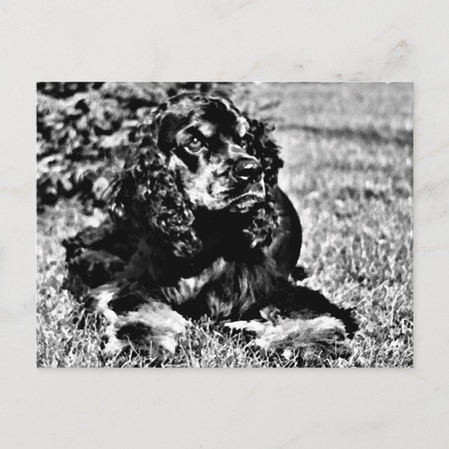Carte Postale Croquis noir et blanc d'un Cocker Spaniel (Devant)