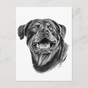 Carte Postale Croquis Rottweiler