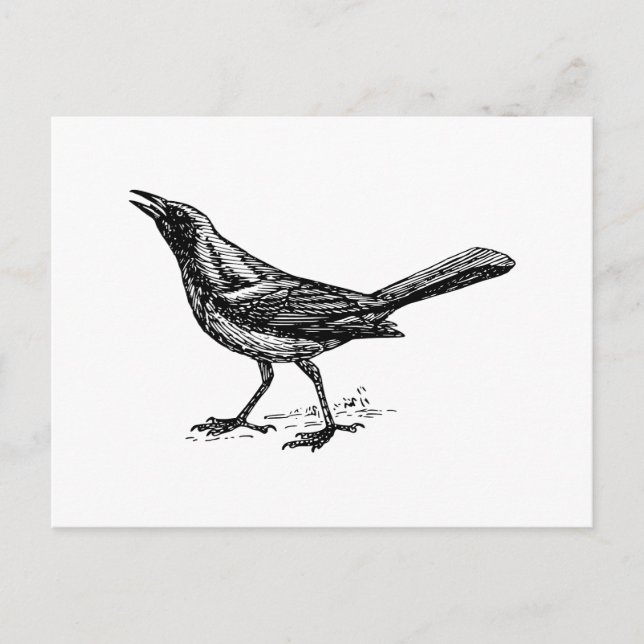Carte Postale Croquis Vintage Gracker Bird (Devant)