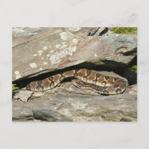 Carte Postale Crotale dans le parc national de Shenandoah