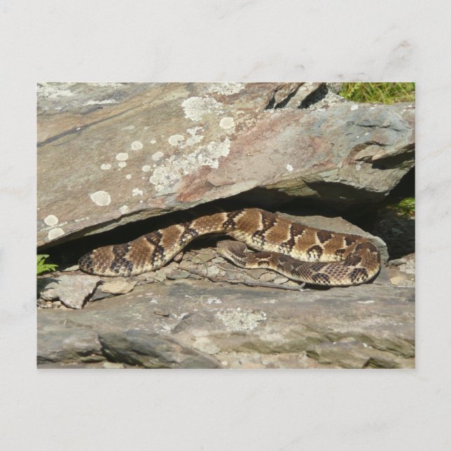 Carte Postale Crotale dans le parc national de Shenandoah (Devant)