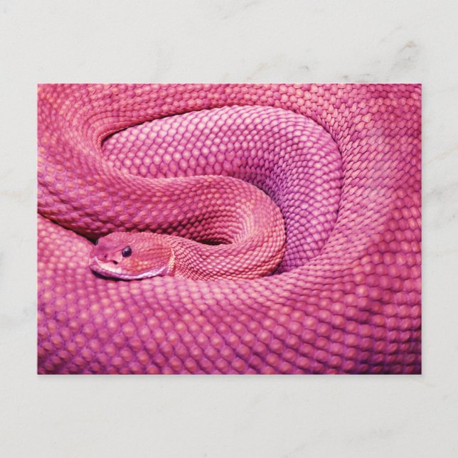 Carte Postale Crotale rose Basilisk (Devant)