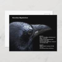 Carte postale Crow