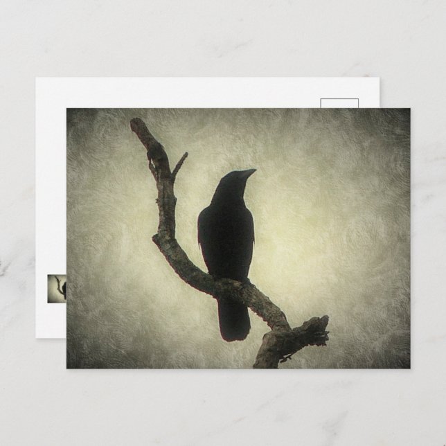 Carte postale Crow (Devant / Derrière)