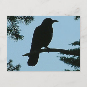 Carte Postale Crow assis dans l'arbre
