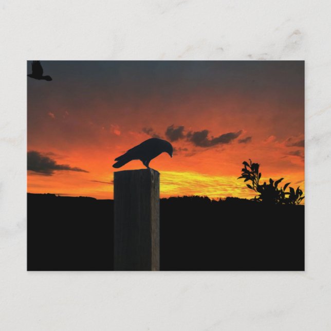 Carte Postale Crow au coucher du soleil (Devant)
