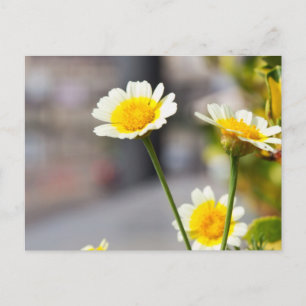 Carte Postale Crown Daisy