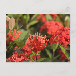 Carte Postale Cruz de Marta