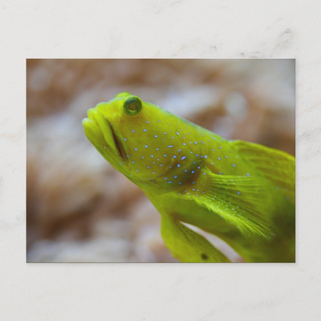Carte Postale Cryptocentrus cinctus (Devant)