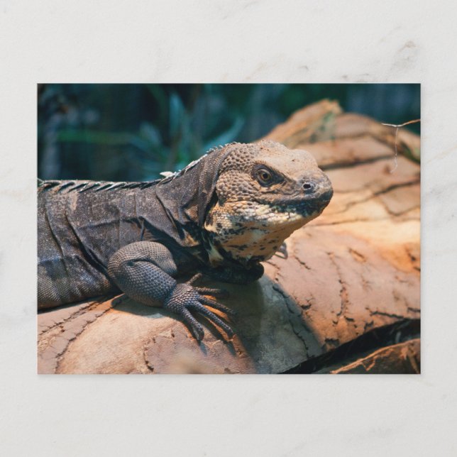 Carte Postale Ctenosaura melanosterna (Devant)