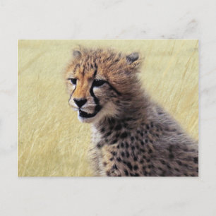 Carte Postale Cube bébé Cheetah Cub