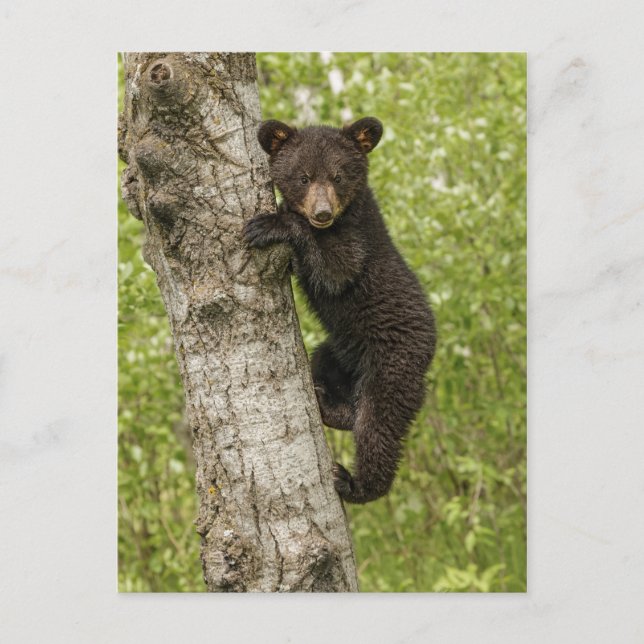 Carte Postale Cube d'ours noir dans l'arbre (Devant)