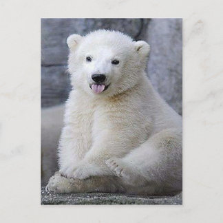 Carte Postale Cube d'ours polaire