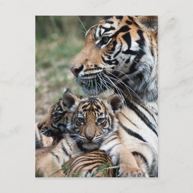 Carte Postale Cubes de tigre (Devant)