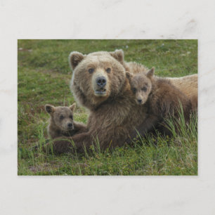 Carte Postale Cubs d'ours Brown se léchant avec leur mère