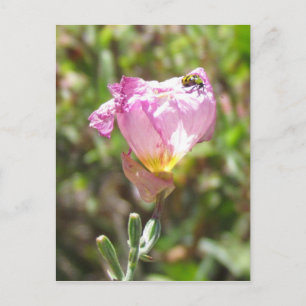 Carte postale - Cucumber Beetle