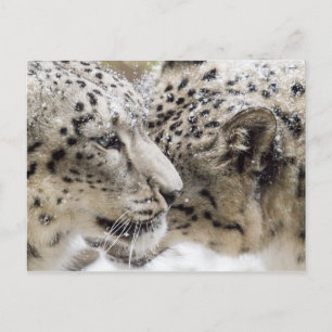 Carte Postale Cuddle léopard des neiges