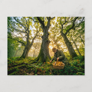 Carte Postale Cueilleur de champignons sous de vieux chênes