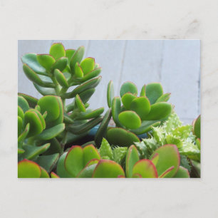 Carte Postale Cultivé dans un pot en céramique Oxnard...Californ