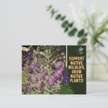 Cultivez des plantes indigènes, fleurs sauvages de