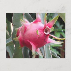 Carte Postale Culture de fruits du dragon
